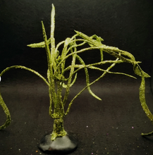 Load image into Gallery viewer, Dept 56- SV Halloween "Festive Halloween Trees" NEW accessory

